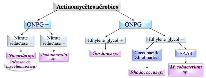 Actinomycètes aérobies