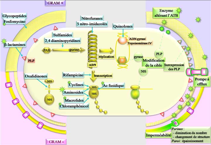 Mécanismes d'action et de résistance des antibiotiques