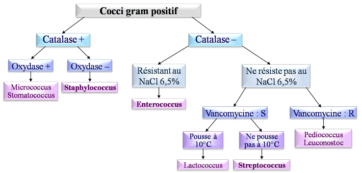 Cocci Gram positif