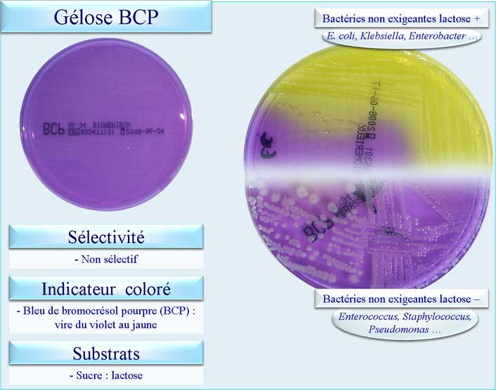 Gélose BCP