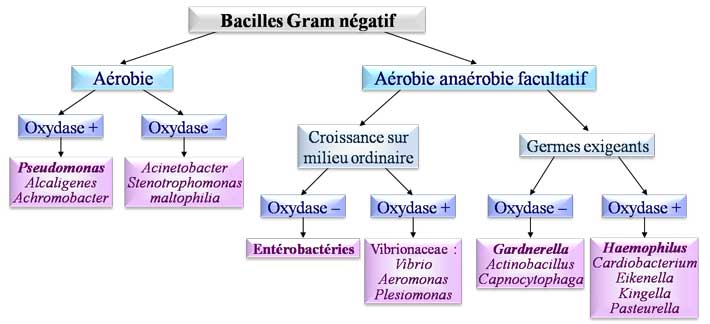 Cocci Gram négatif