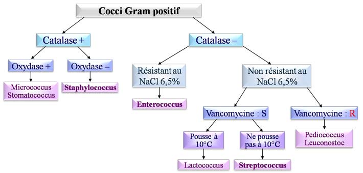 Cocci Gram positif