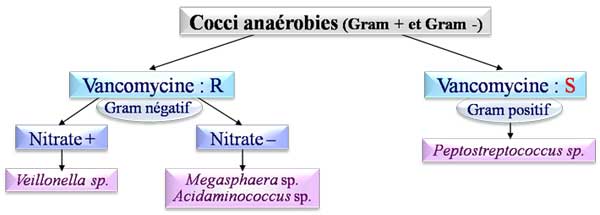 Cocci anaérobies