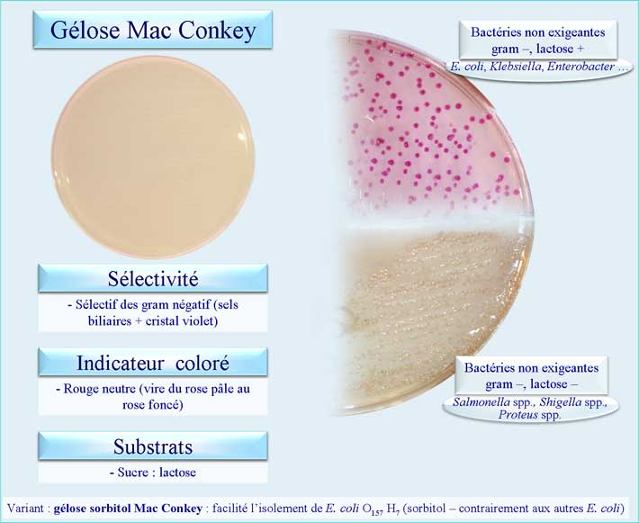 Gélose Mac Conkey