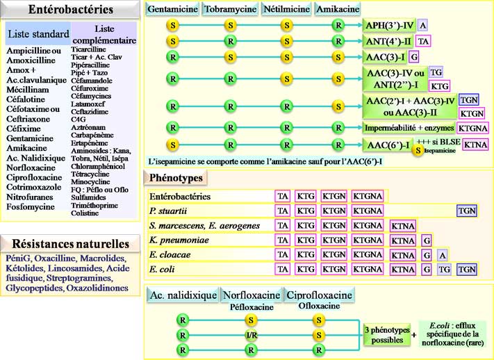 Interprétation de l'antibiogramme des entérobactéries