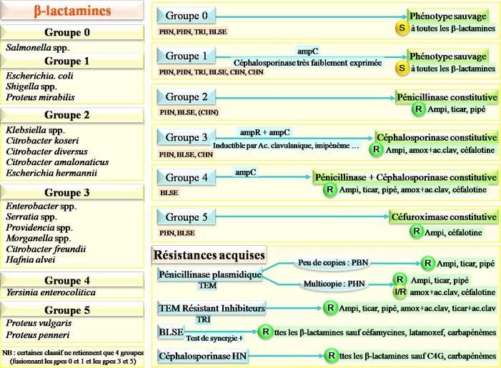 Résistance des entérobactéries aux béta-lactamines