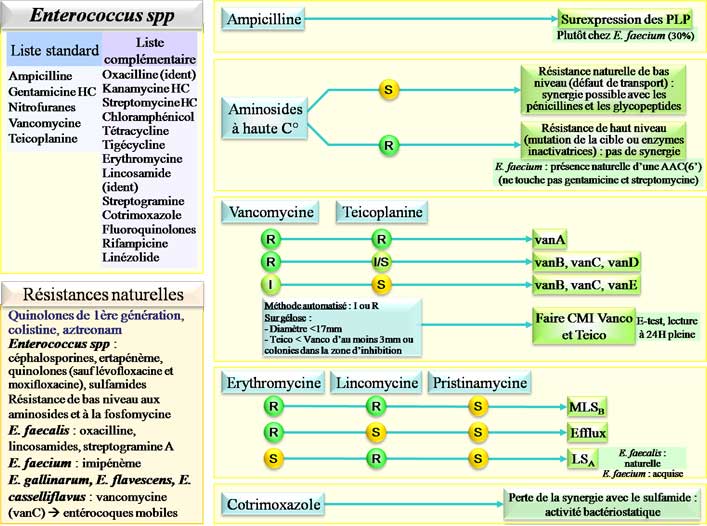 Interprétation de l'antibiogramme de Enterococcus sp.