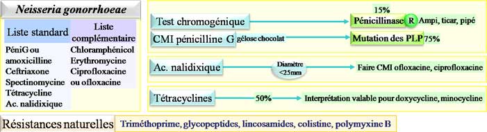 Interprétation de l'antibiogramme de Neisseria gonorrhoeae