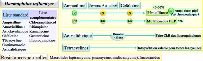 Interprétation de l'antibiogramme d'Haemophilus influenzae