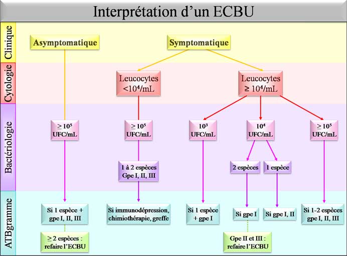 Interprétation d'un ECBU