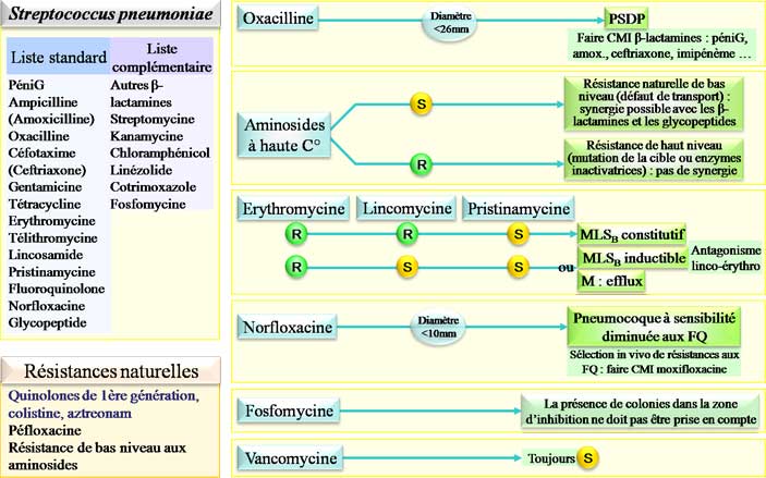 Inteprétation de l'antibiogramme de Streptococcus pneumoniae