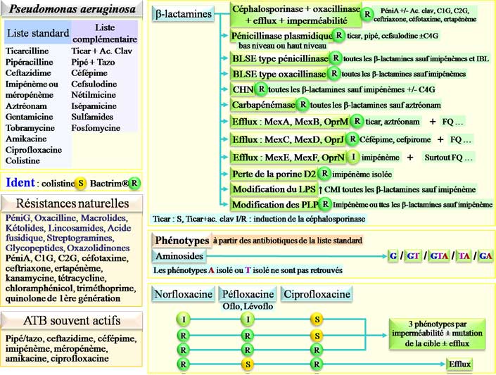 Interprétation de l'antibiogramme de Pseudomonas aeruginosa