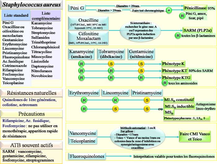 Interprétation de l'antibiogramme de Staphylococcus aureus