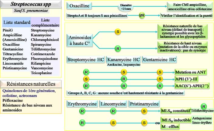 Interprétation de l'antibiogramme de Streptococcus sp.