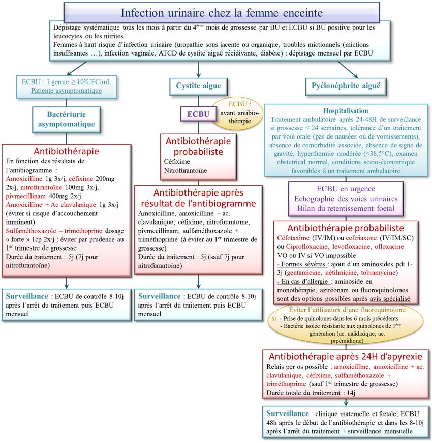 traitement des infections urinaires chez la femme enceinte