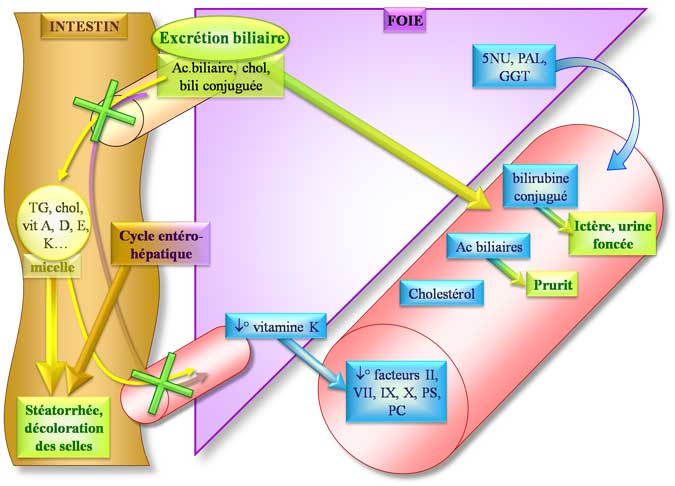 Physiopathologie de la cholestase