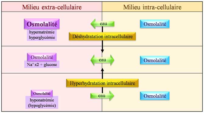 Troubles de l'hydratation intracellulaire