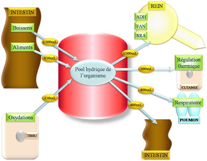 Bilan hydrique et systèmes de régulation