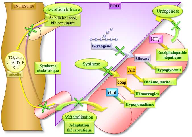 Physiopathologie de l'insuffisance hépatique