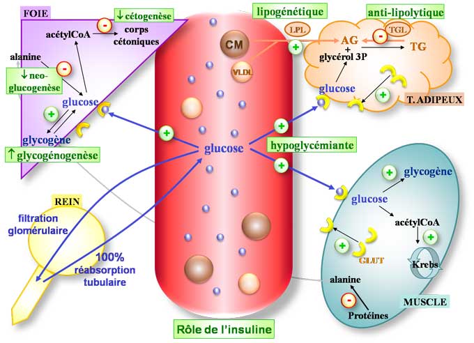 Rôle de l'insuline