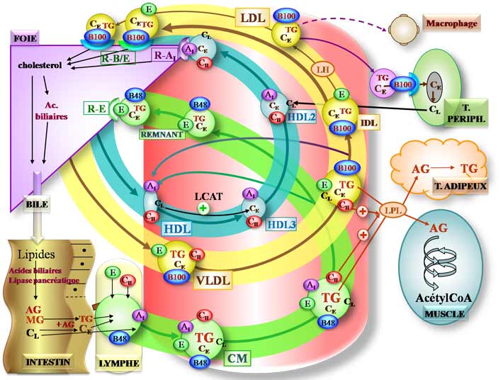 Physiologie des lipoprotéines