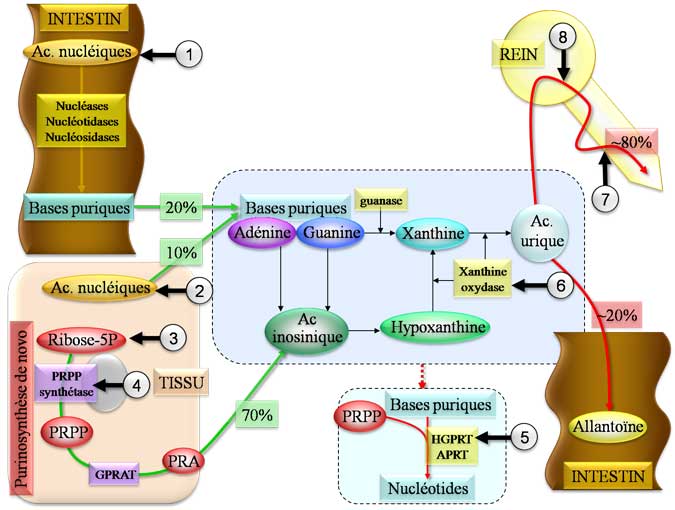 Etiologies des hyperuricémies