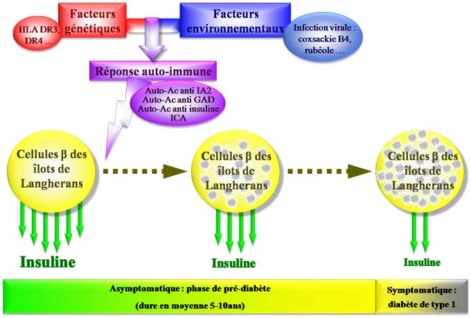 Physiopathologie du diabète de type 1