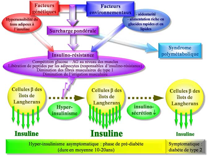 Physiopathologie du diabète de type 2