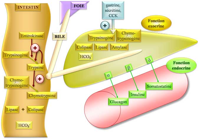 Physiopathologie de la pancréatite aiguë