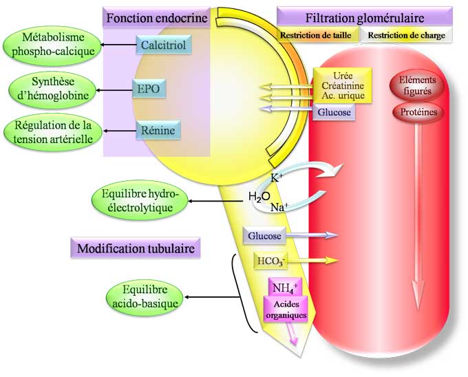 Physiologie rénale