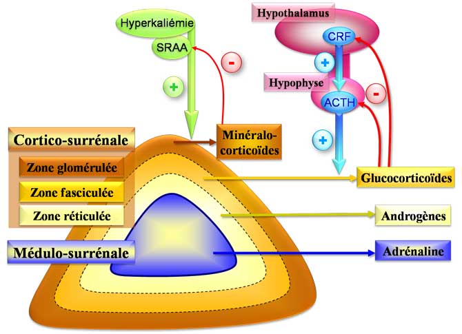 Physiologie des glandes surrénales