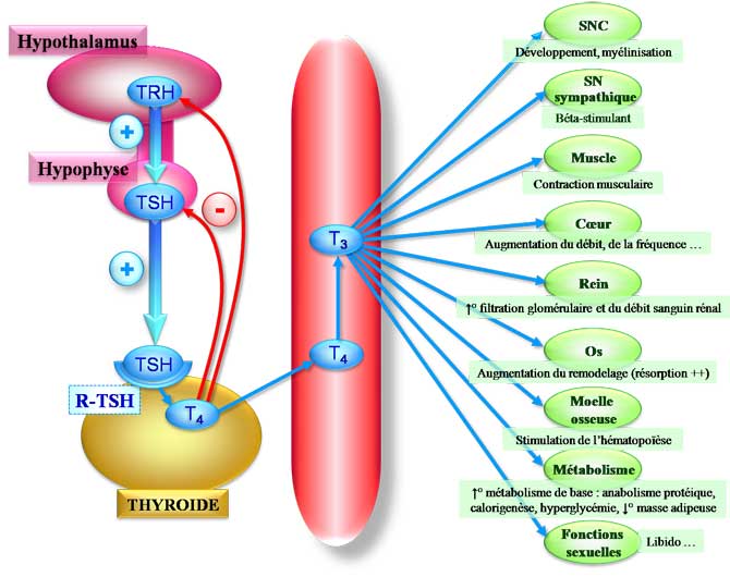 Physiologie de la thyroïde