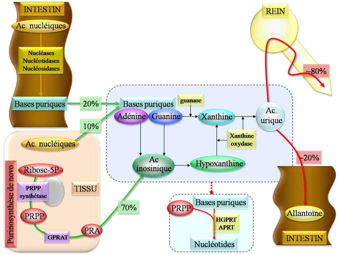 Métabolisme de l'acide urique