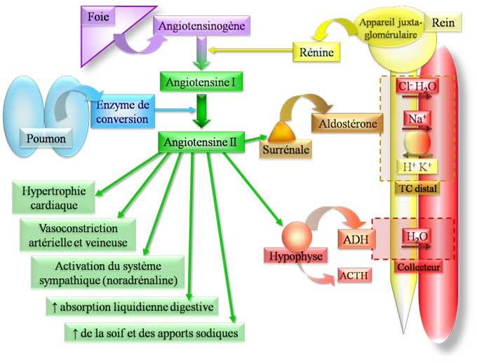 http://www.memobio.fr/images/bioc/sraa.jpg