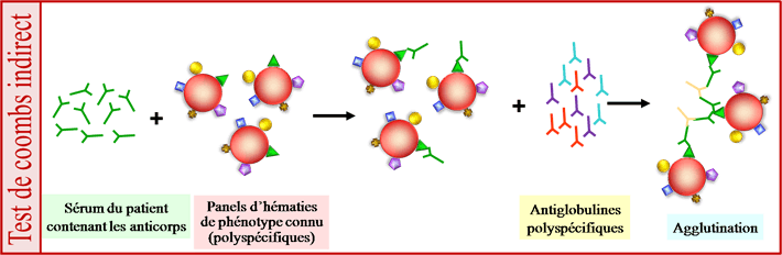 Test de coombs indirect