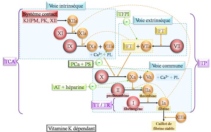 Physiologie de la coagulation