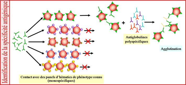 détermination de la spécificité antigénique d'un anticorps irrégulier