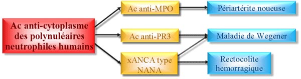 anca