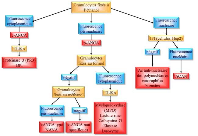 identification des anca