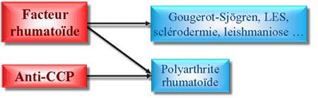 facteur rhumatoïde et anti-CCP
