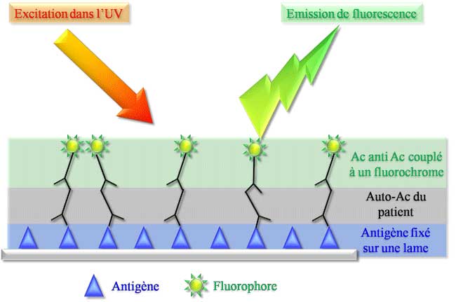 Immunofluorescence indirecte