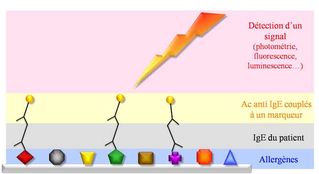 tests multiallergeniques dépistage