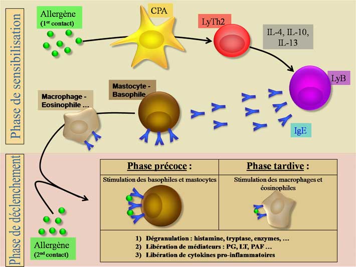 Physiologie de l'hypersensibilité de type 1