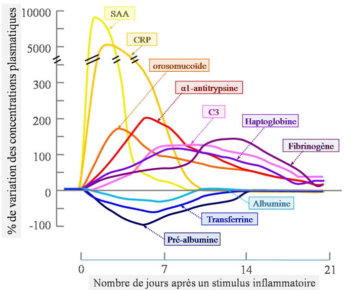 cinetique protéines de l'inflammation