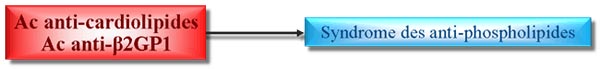 anticorps anti-phospholipides