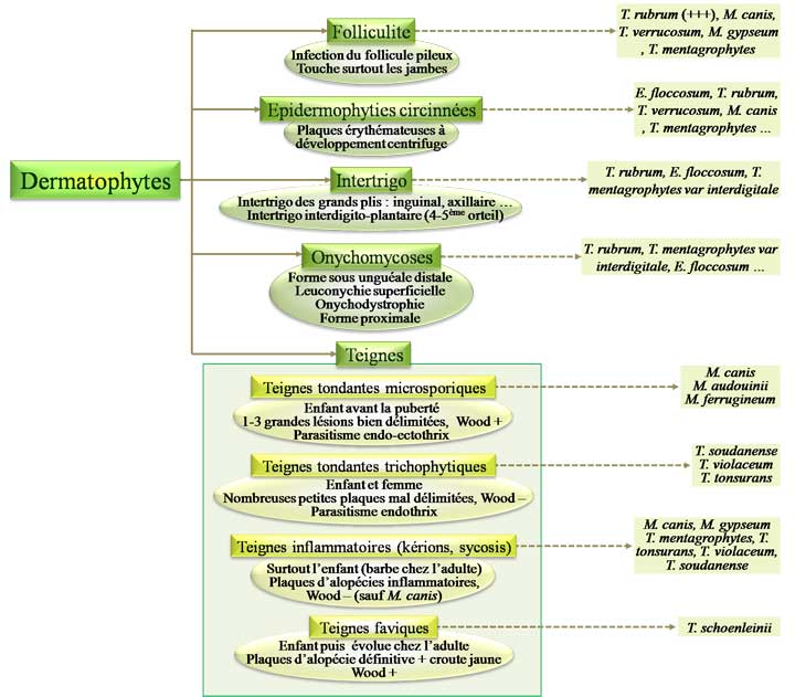 Cliniques des dermatophyties