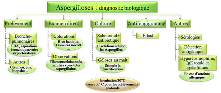 Diagnostic biologique d'une aspergillose