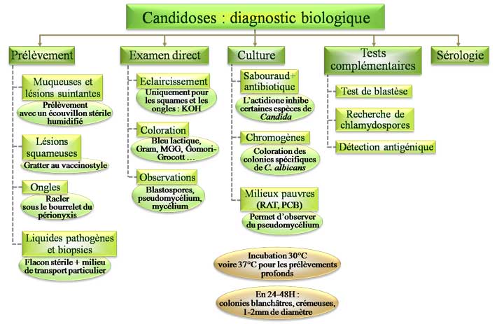 Diagnostic biologique d'une candidose