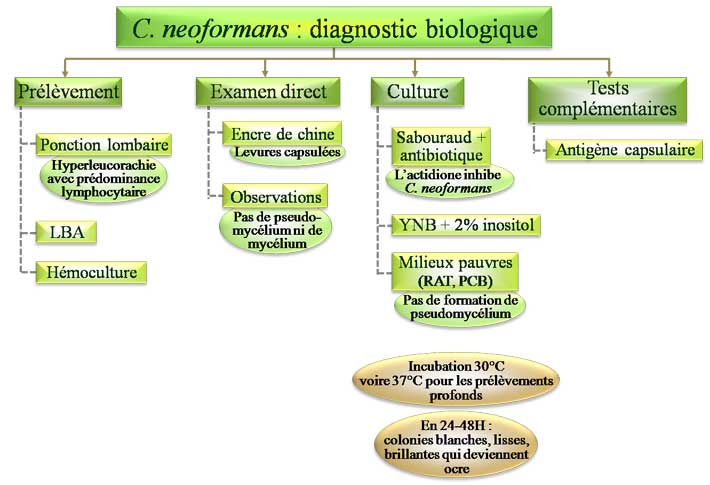 Diagnostic biologique d'une cryptococcose