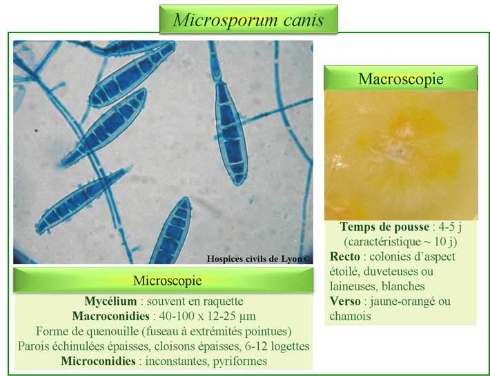 Microsporum canis